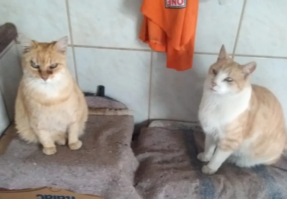 Gata que pode ser a mais velha do mundo morre com quase 29 anos no interior de MG