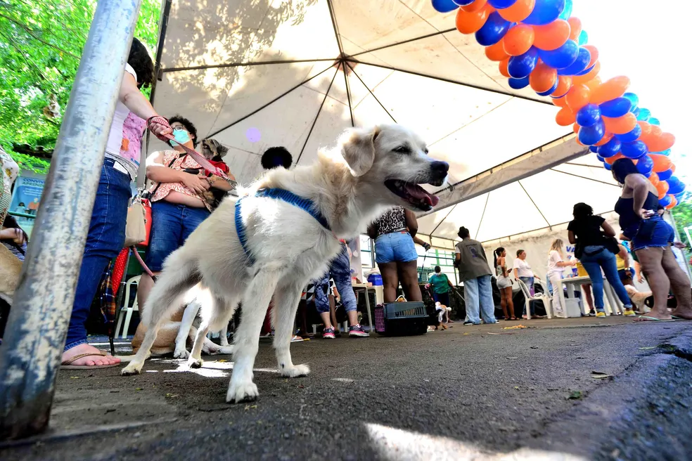 5ª CÃOminhada acontece amanhã, 18, na UFV