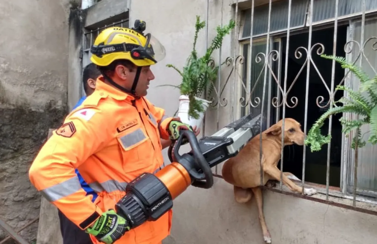 Zona da Mata: cachorro fica preso em grade de janela e mobiliza bombeiros 