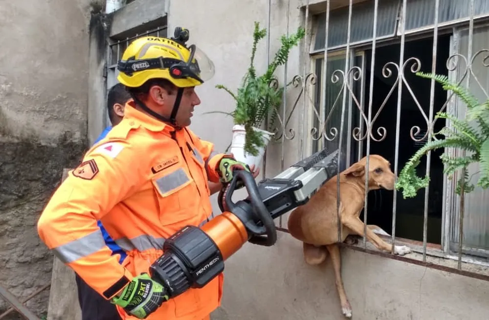 Zona da Mata: cachorro fica preso em grade de janela e mobiliza bombeiros 