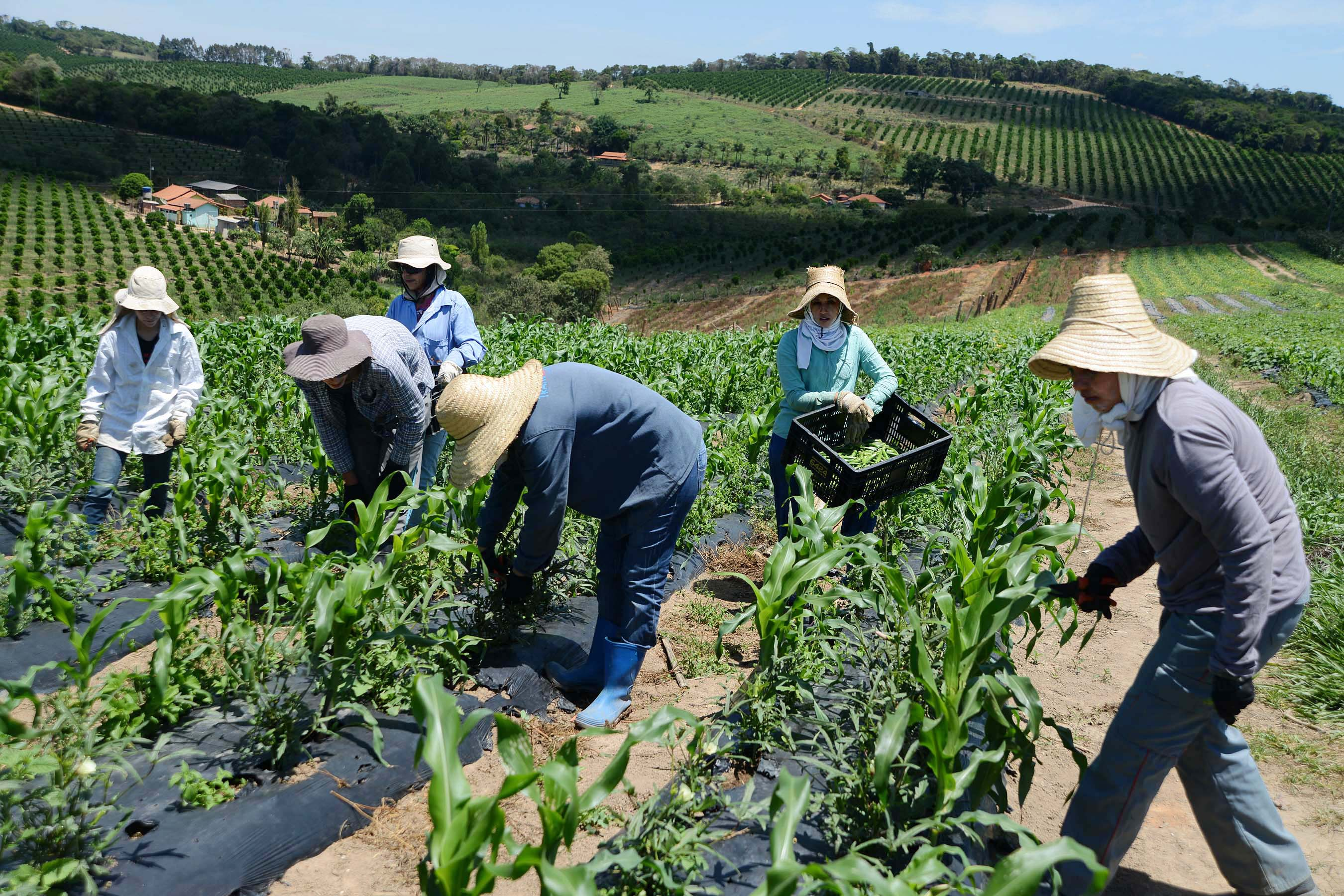 Governo de Minas vai prorrogar cobrança de ICMS de produtores impactados pela seca