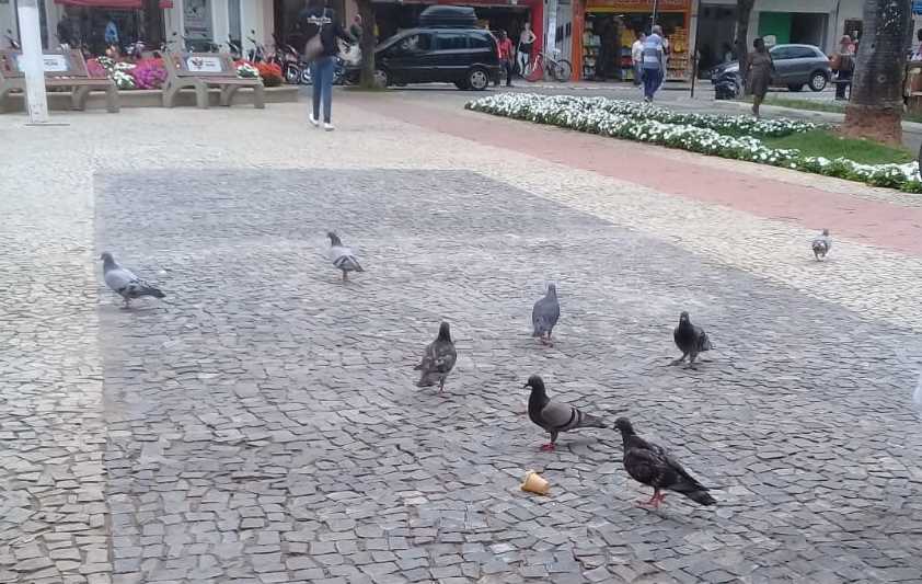 Projeto que proíbe alimentação de Pombos é aprovado