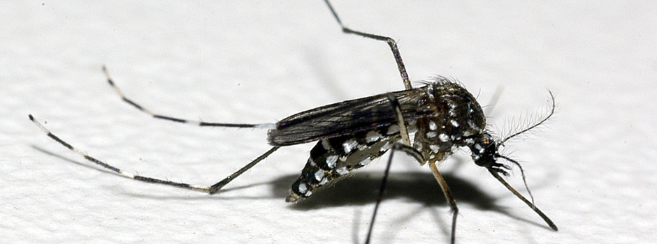 Com 93 notificações de dengue, Viçosa se encontra em médio risco