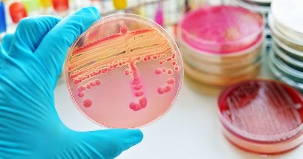 VI Jornada de Verão em Microbiologia recebe inscrições