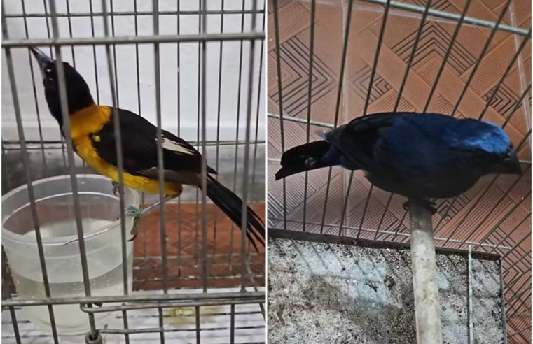 Idoso é preso por tráfico de animais em Rio Pomba