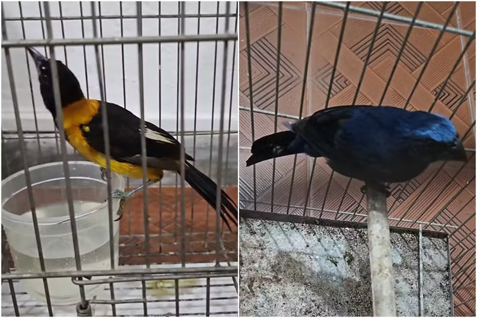 Idoso é preso por tráfico de animais em Rio Pomba