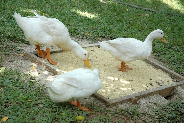Novo projeto publicado na ALMG tem foco na prevenção da gripe aviária