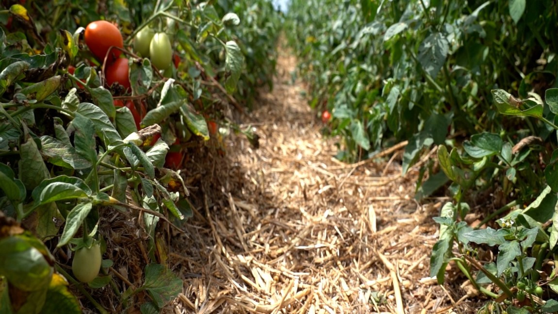 UFV abre chamada pública para aquisição de alimentos de agricultores familiares