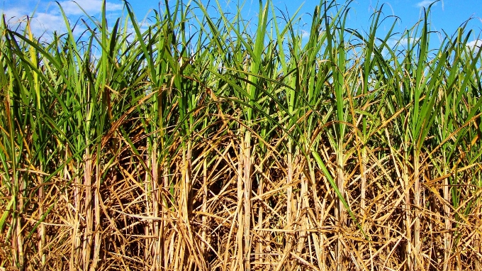 Emprego no agronegócio mineiro é impulsionado pela cana-de-açúcar