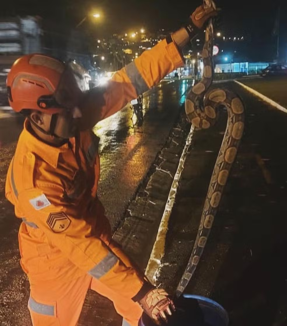 BR-356: Bombeiros resgatam jiboia no acostamento da rodovia