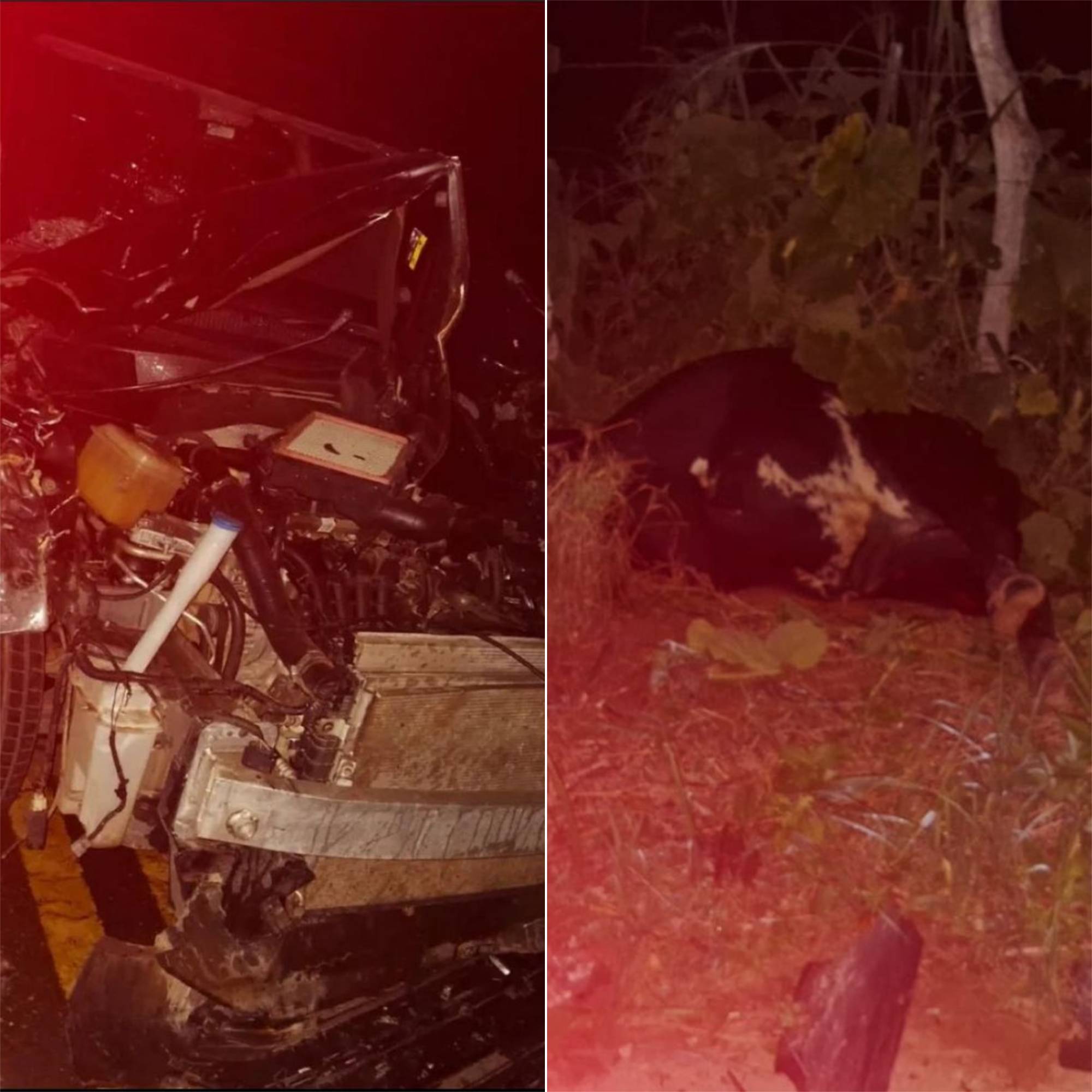 Animais na pista causam acidente em rodovia entre Viçosa e Paula Cândido