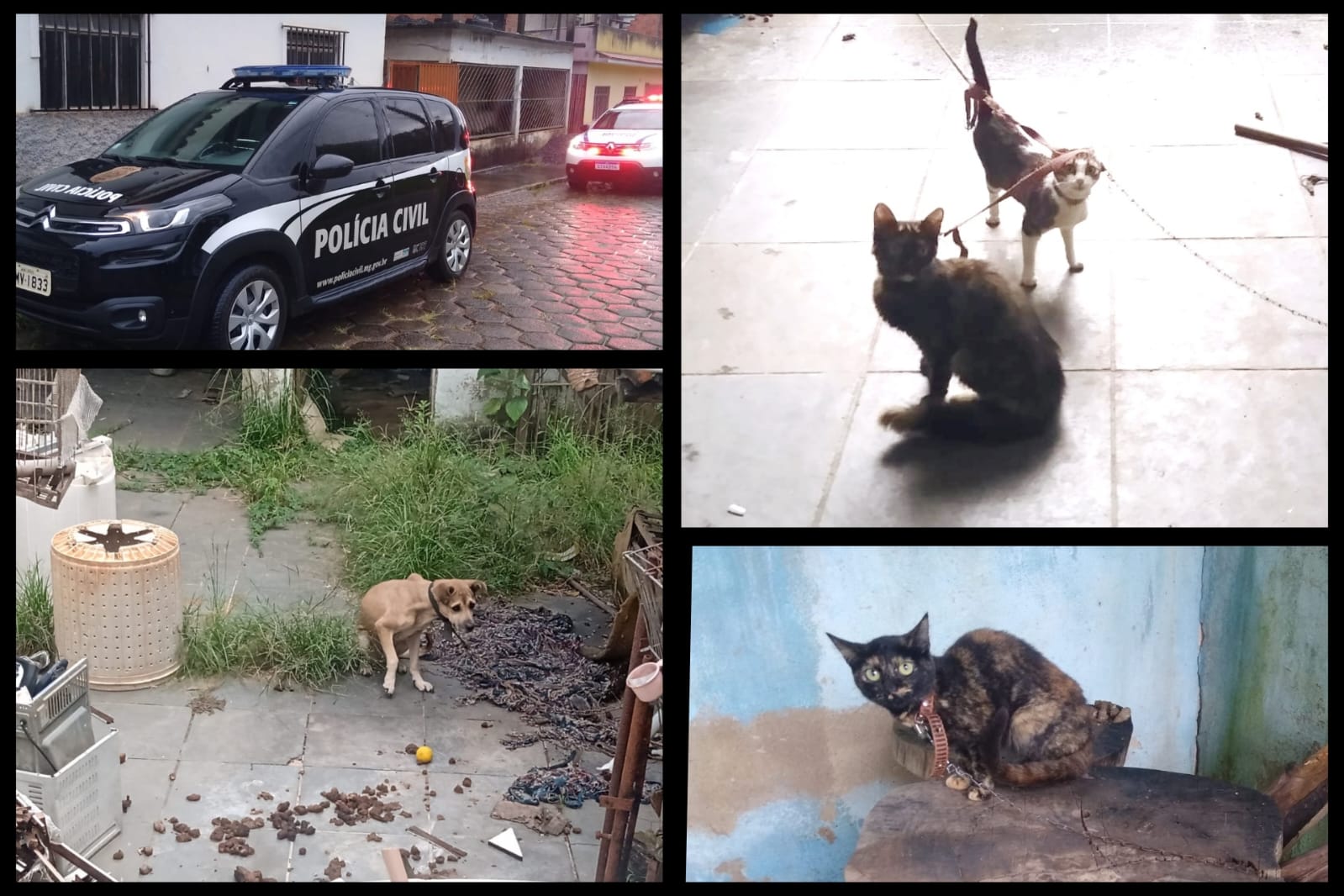 Homem de 55 anos é preso por maus tratos a animais em Teixeiras