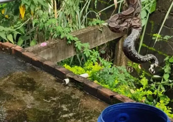 Jiboia é encontrada em lote em Muriaé