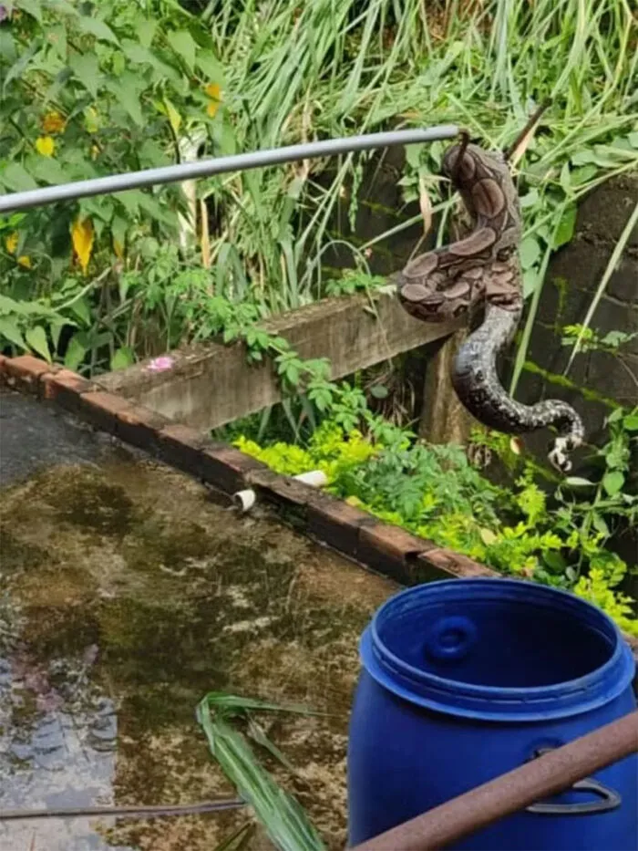 Jiboia é encontrada em lote em Muriaé