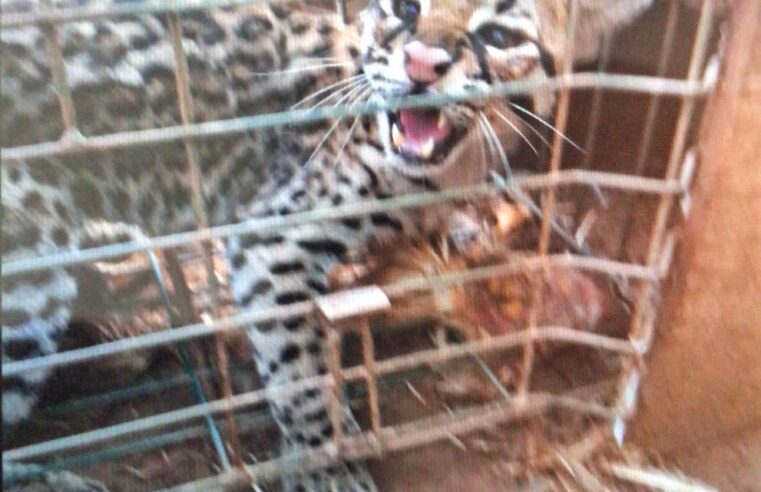 Bombeiros resgatam Jaguatirica após ataque a animais em fazenda de Viçosa