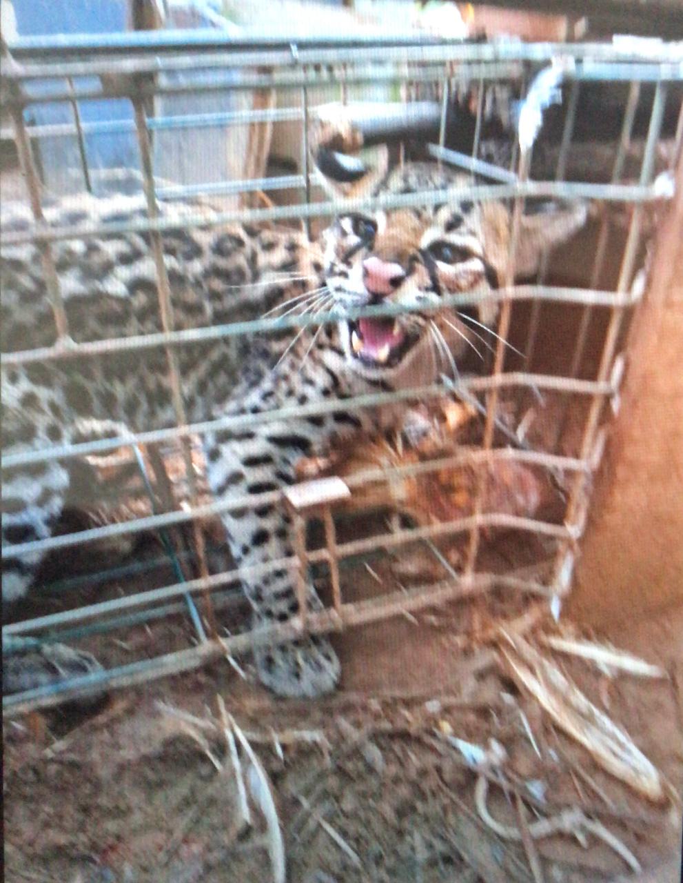 Bombeiros resgatam Jaguatirica após ataque a animais em fazenda de Viçosa