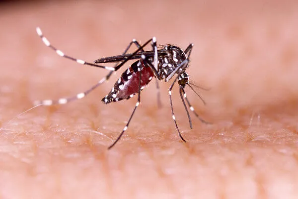 Brasil concentra quase 70% dos casos de dengue na América Latina