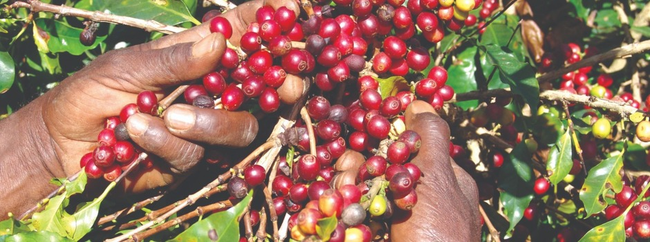 Epamig orienta produtores para a colheita do café