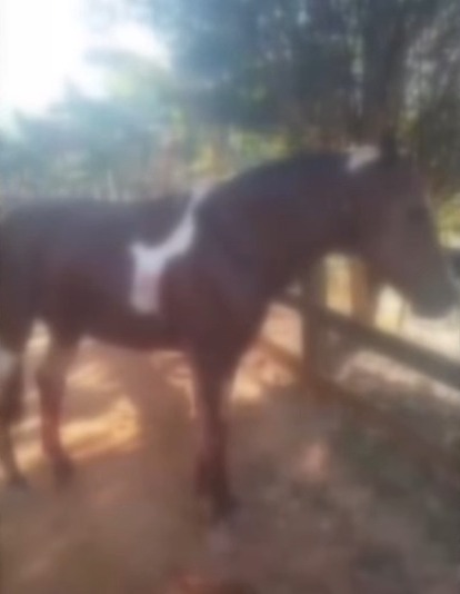 Polícia Militar investiga suspeita de maus-tratos a cavalo em Ponte Nova