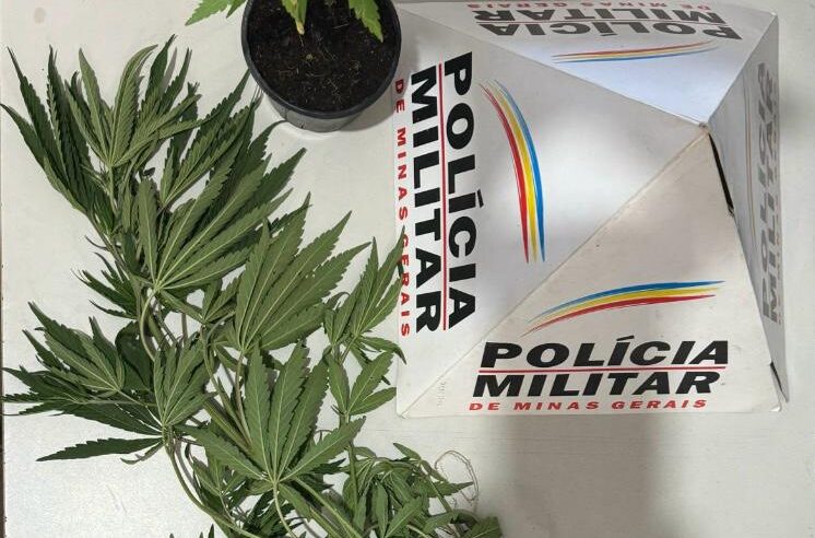 PM apreende dois pés de maconha na zona rural de Cajuri