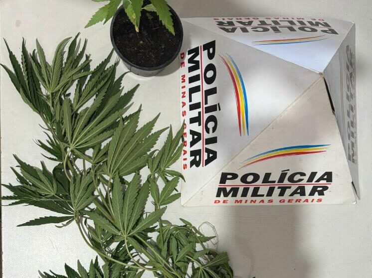 PM apreende dois pés de maconha na zona rural de Cajuri