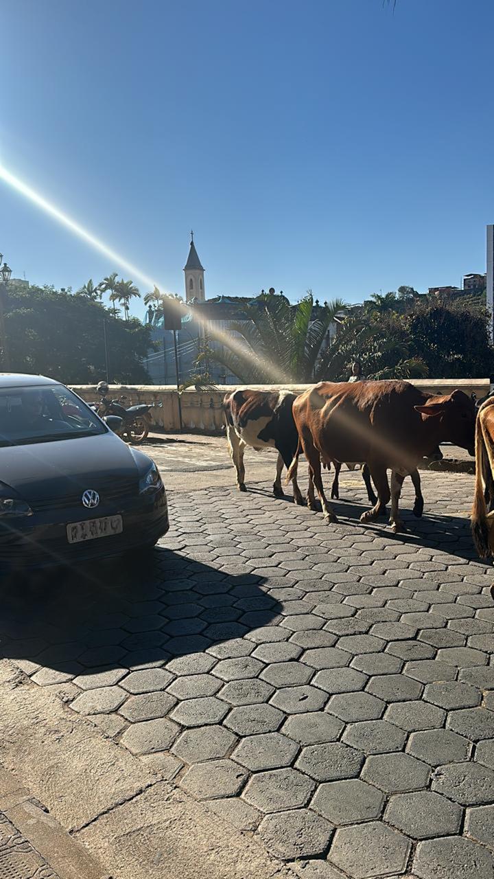 Boiada na cidade: Bois que passaram no centro de Viçosa são resgatados