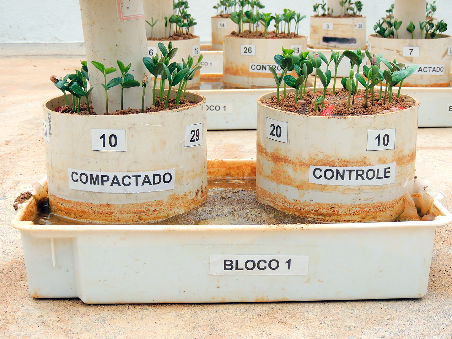 Patente de tecnologia desenvolvida no Departamento de Agronomia é concedida à UFV