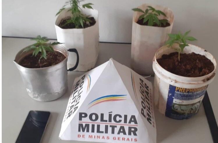 Homem é preso em Ervália por invasão de domicílio e cultivo de maconha