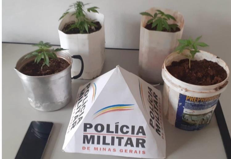 Homem é preso em Ervália por invasão de domicílio e cultivo de maconha