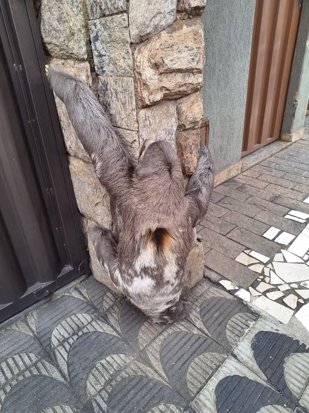 Região: Bicho-preguiça tenta fugir de queimada escalando muro de casa