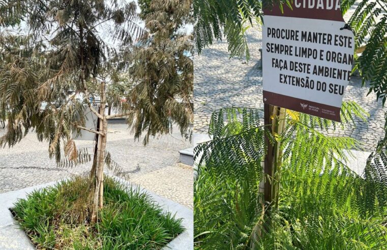 Viçosa: Secretaria de Obras denuncia danos a árvores e placas da Silviano Brandão