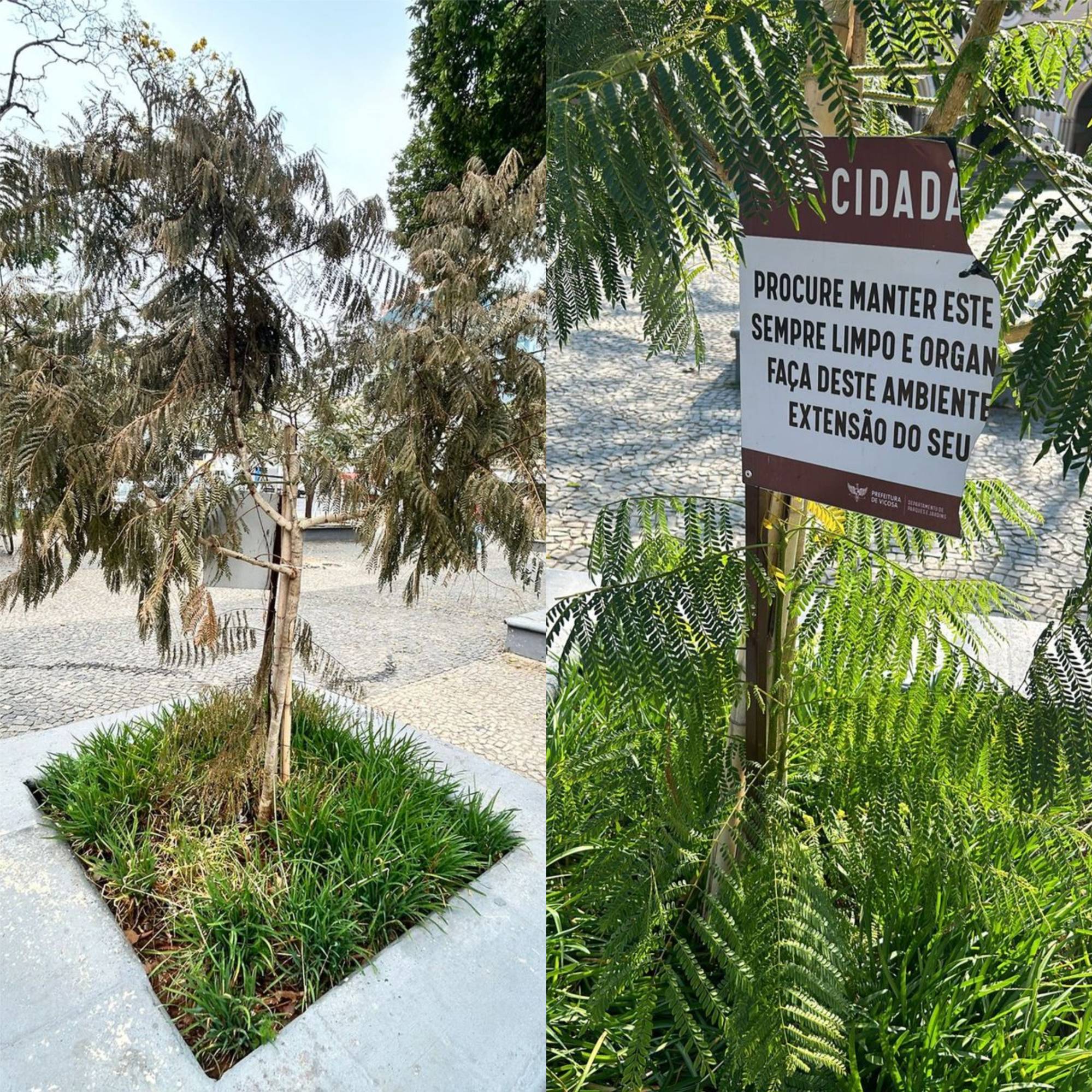 Viçosa: Secretaria de Obras denuncia danos a árvores e placas da Silviano Brandão