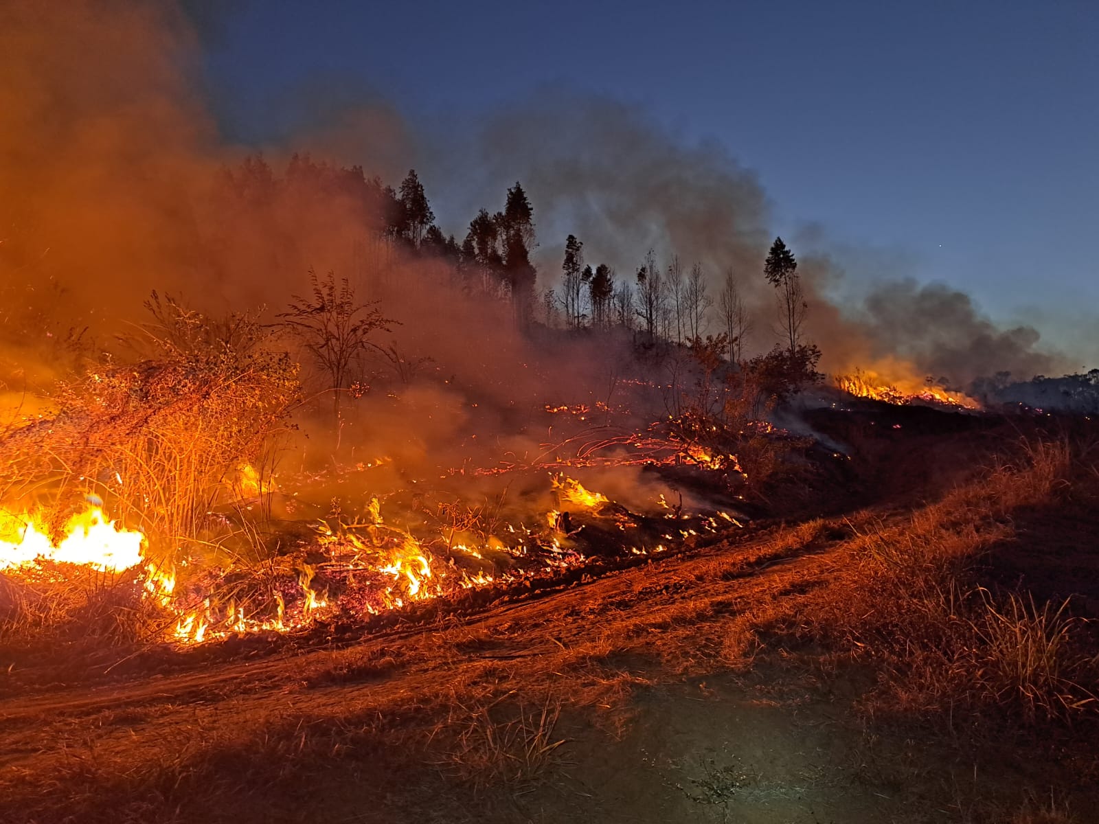 Bombeiros levam 8 horas para combater incêndio em mata da UFV