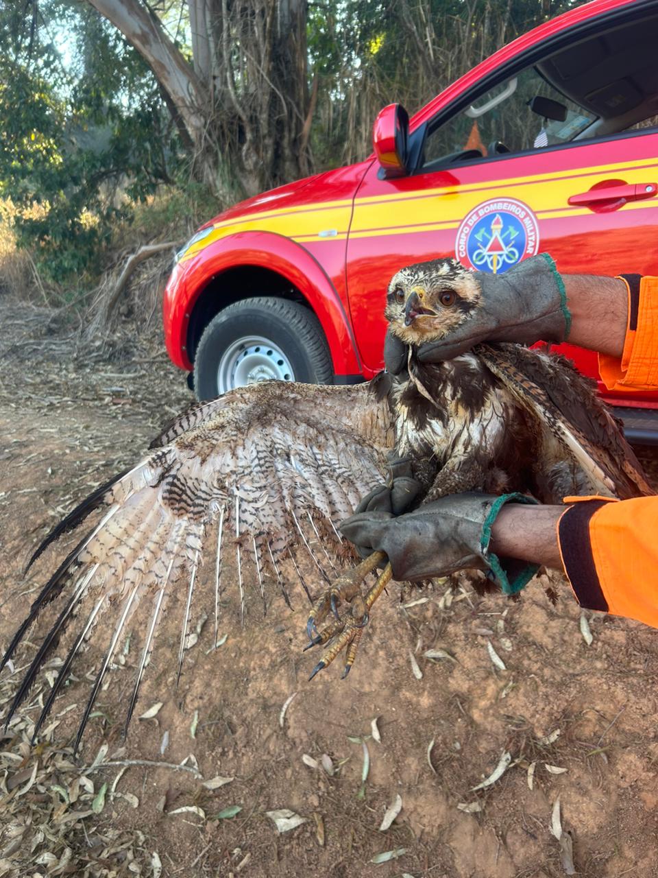 Incêndio em mata da UFV afeta fauna local