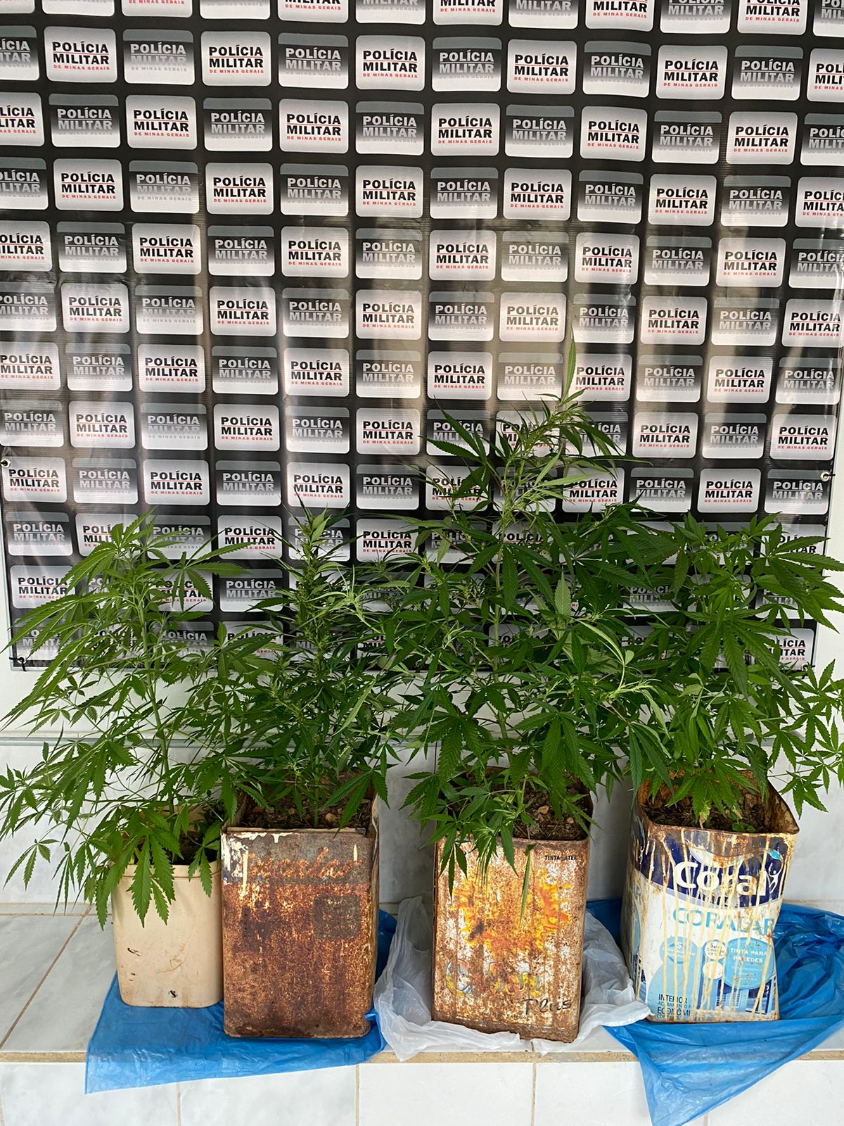 Polícia Militar apreende pés de maconha em residência no centro de Canaã