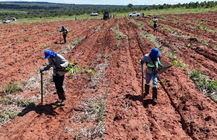 Laboratório da UFV participa do desenvolvimento de restauração ecológica no Cerrado