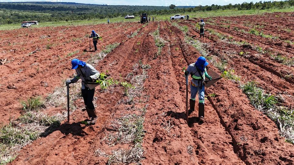 Laboratório da UFV participa do desenvolvimento de restauração ecológica no Cerrado