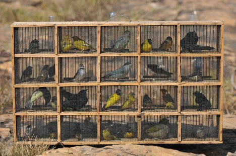 Polícia Militar do Meio Ambiente apreende 33 pássaros silvestres na zona rural de Tocantins