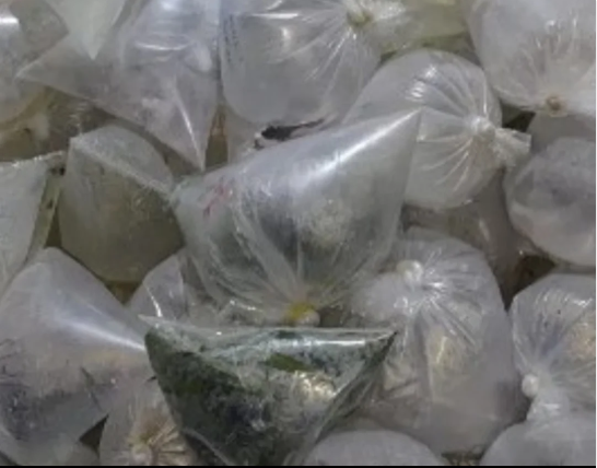 Polícia Militar Rodoviária apreende carga de peixes transportados irregularmente em Porto Firme