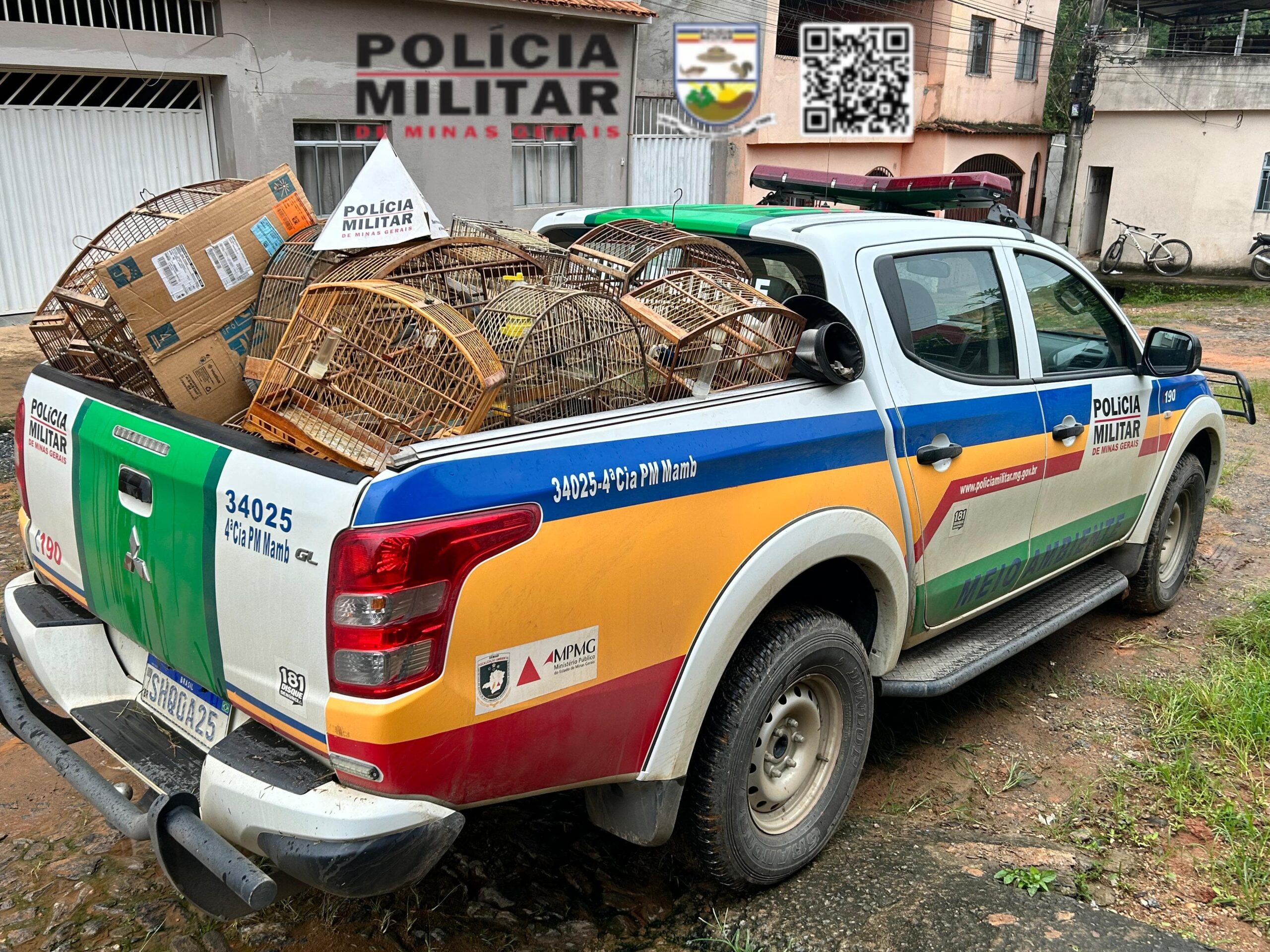 Polícia Ambiental apreende 30 pássaros silvestres em Viçosa
