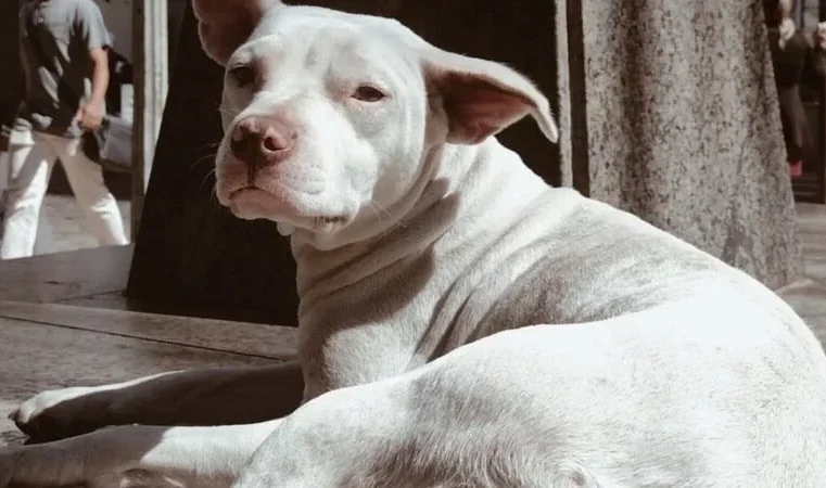 Cadela é morta pelo tutor em Viçosa; caso gera comoção e agressões ao suspeito