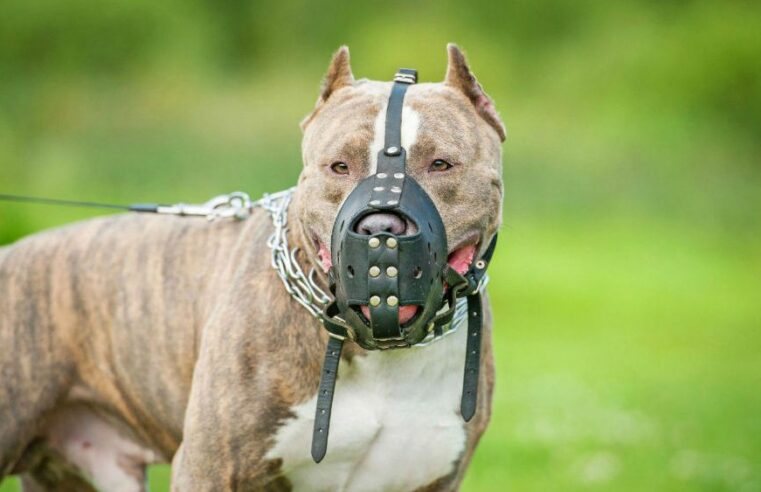ALMG atualiza lei que proíbe entrada e procriação de PitBull e raças semelhantes