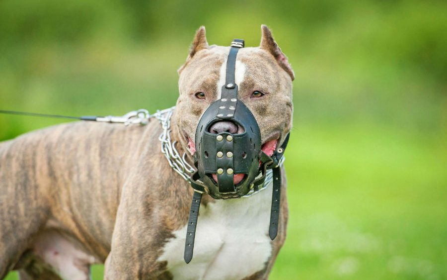 ALMG atualiza lei que proíbe entrada e procriação de PitBull e raças semelhantes