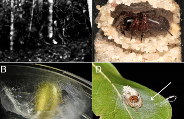Estudo amplia conhecimento sobre estratégias de parasitas para manipular comportamento de suas aranhas hospedeiras
