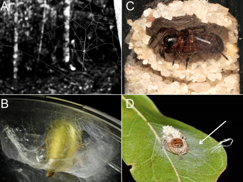 Estudo amplia conhecimento sobre estratégias de parasitas para manipular comportamento de suas aranhas hospedeiras
