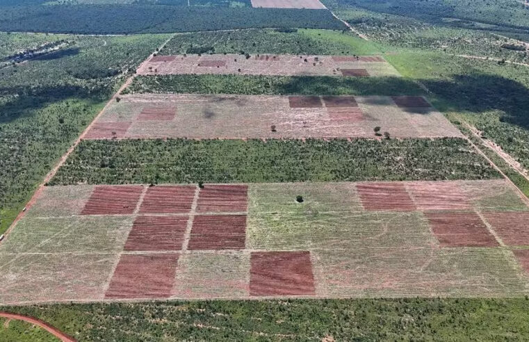UFV lidera projeto de restauração do cerrado em área equivalente a 80 campos de futebol