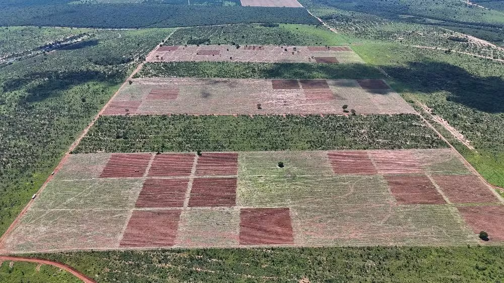 UFV lidera projeto de restauração do cerrado em área equivalente a 80 campos de futebol