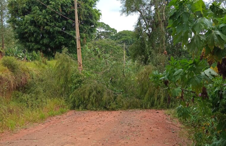 Chuva e ventos fortes causam queda de árvores em Viçosa e região