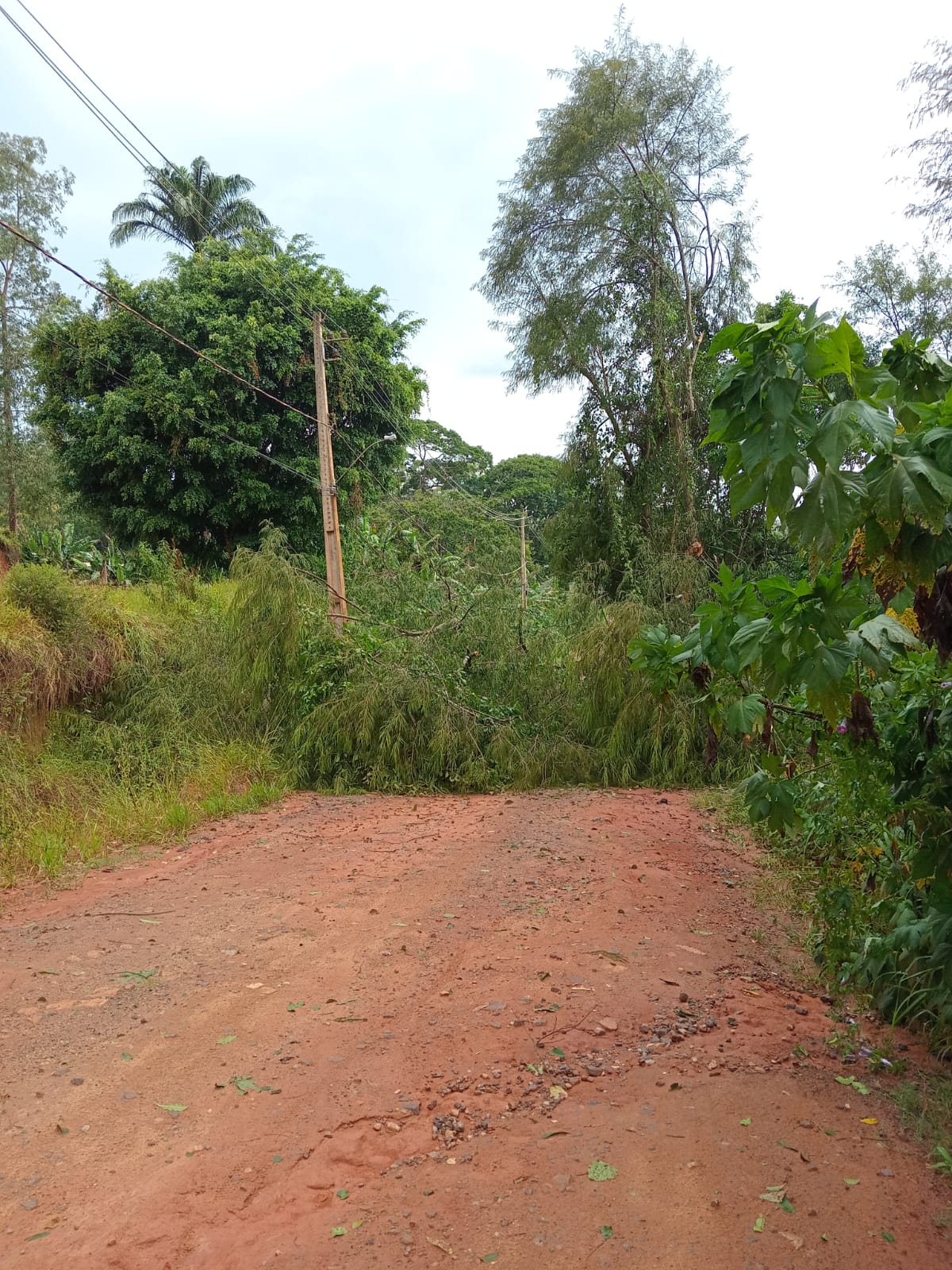 Chuva e ventos fortes causam queda de árvores em Viçosa e região
