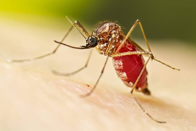 OPAS divulga alerta de risco de dengue 3 nas Américas